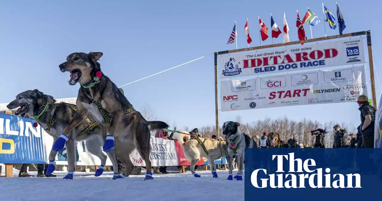 Iditarod sledders punished for sheltering dogs during winter storm