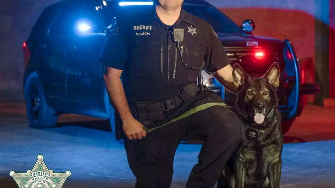 After seven years, Whatcom County’s K9 Elliot has retired