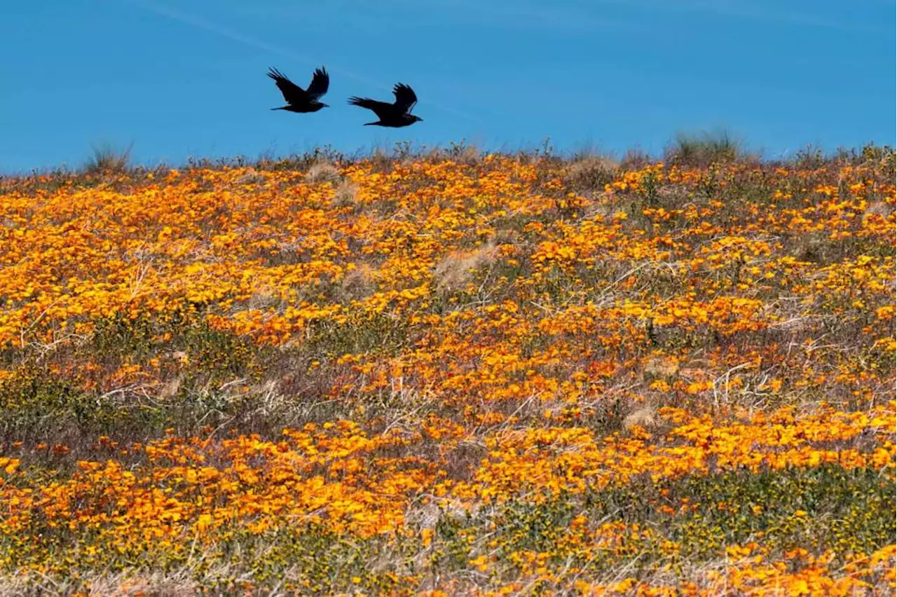 Photos: Showy wildflowers springing up around LA County hillsides, valleys