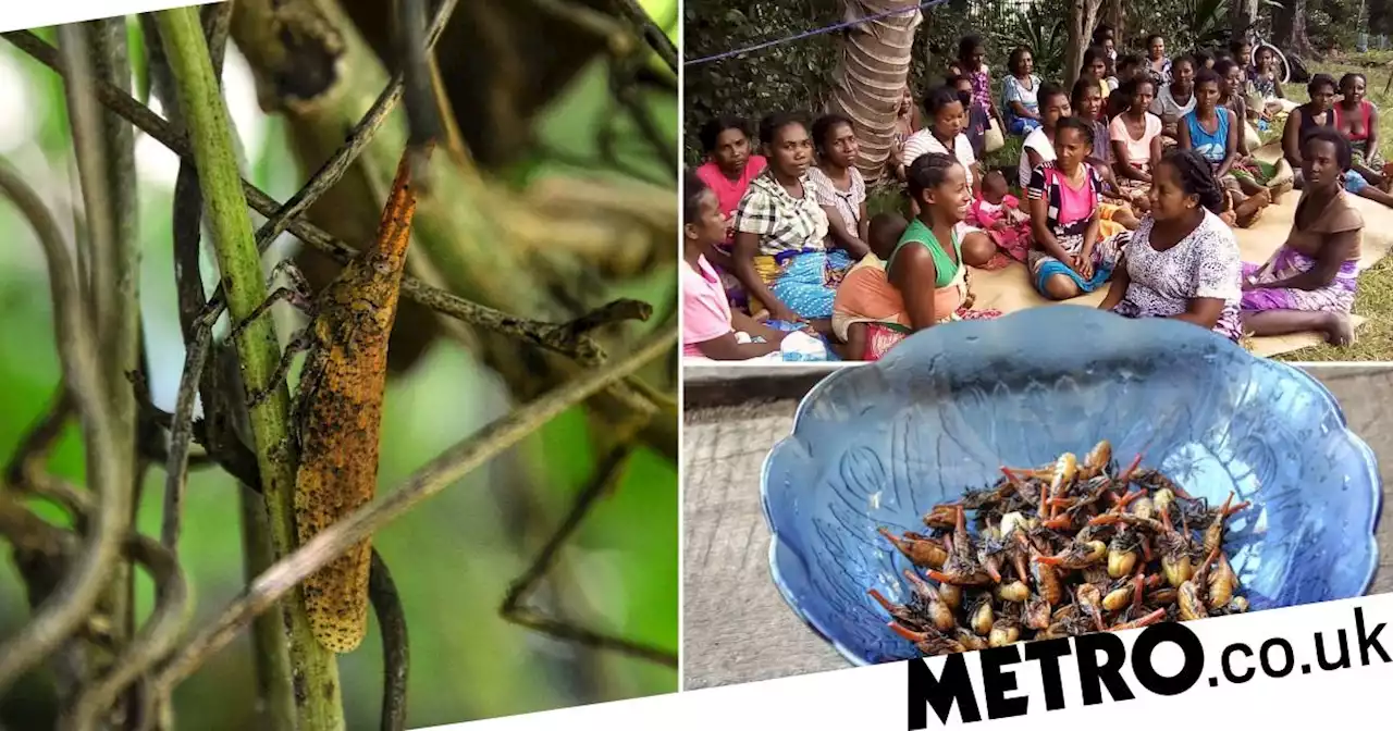 Insect that 'tastes like bacon' could help save Madagascar from starvation