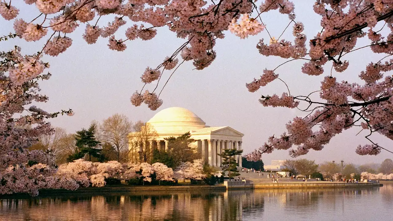 How cherry blossoms came to the United States