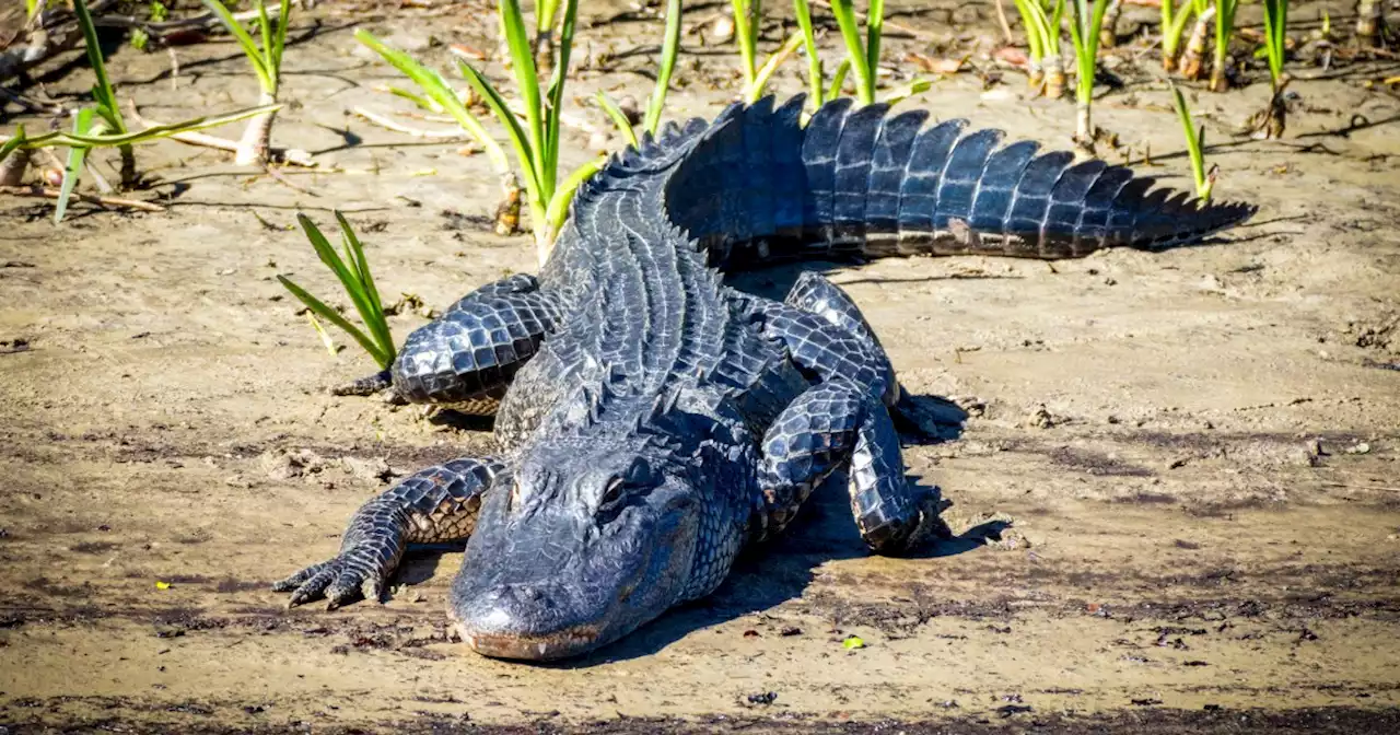 Driver, 59, dies after hitting 11-foot alligator on Florida roadway, deputies say