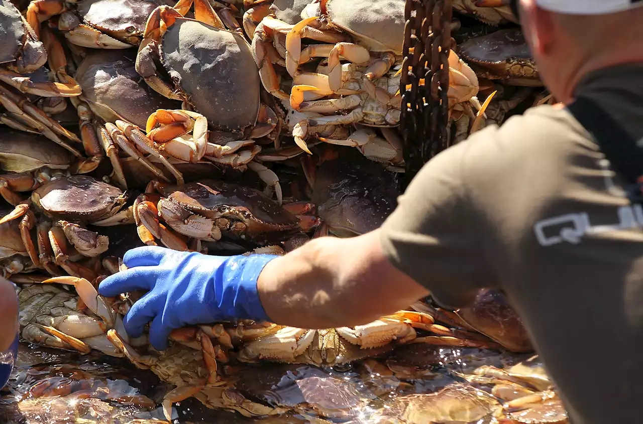 Dungeness Crab Season Off Most of California's Coast to End Early