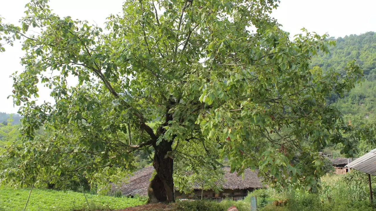 Rhode Island Giving Away 1,000 Free Trees