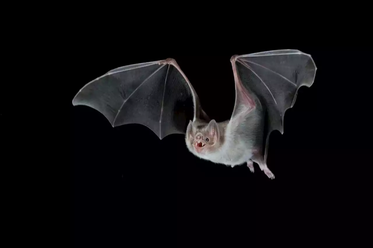 Vampire bats adapted to drinking blood by shedding several genes