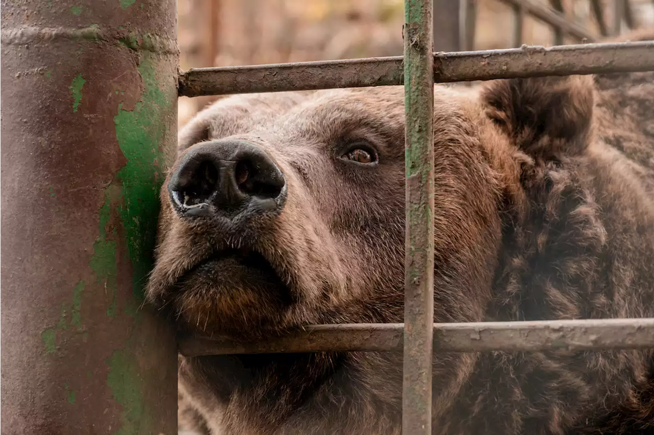 Bear rescued in war-torn Ukraine and taken to sanctuary