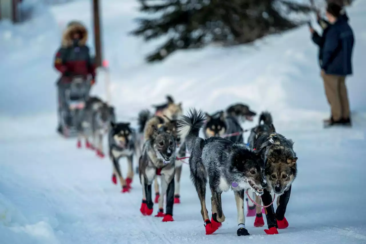 Iditarod mushers punished for sheltering dogs in windstorm