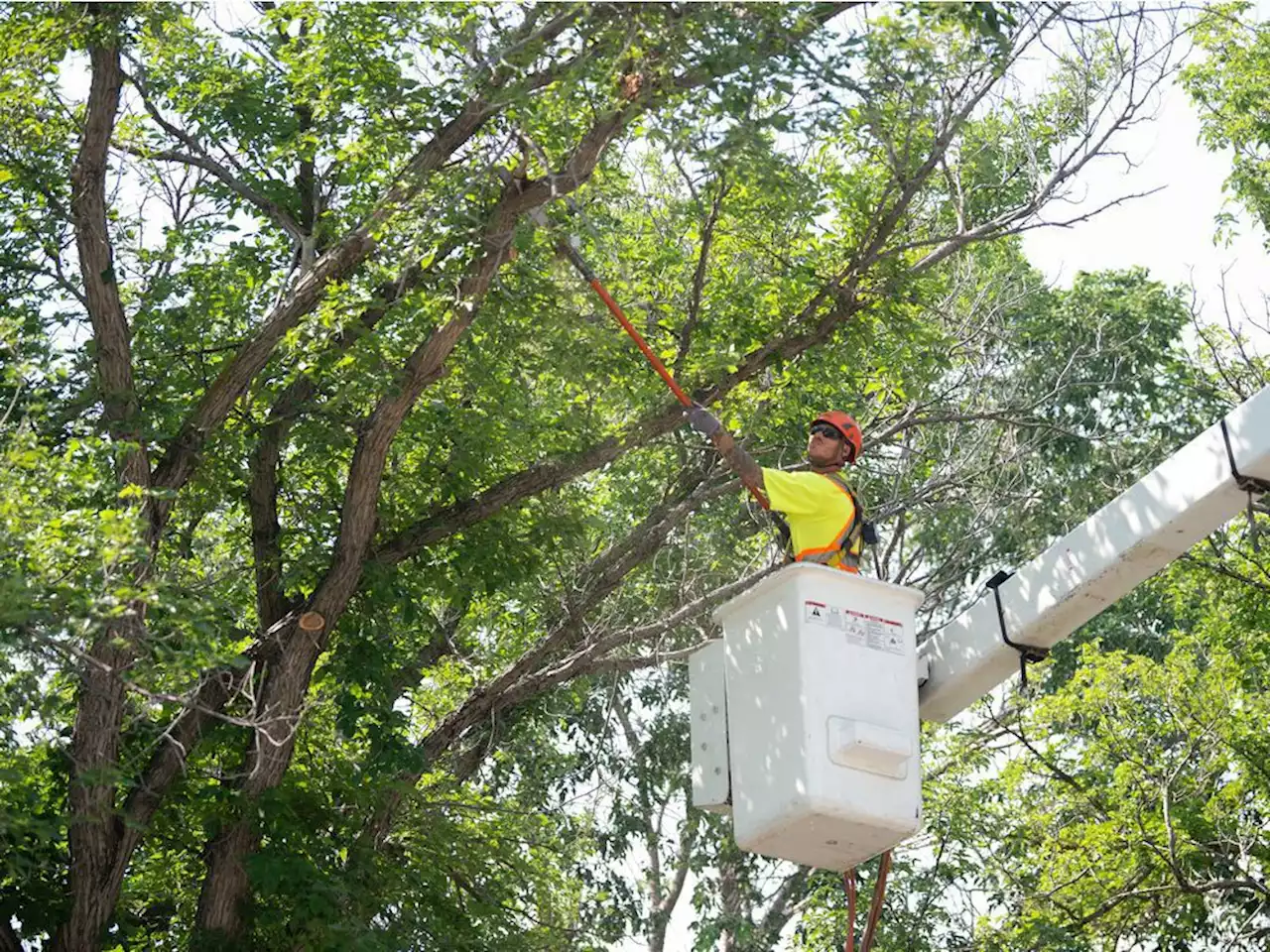 Sask. govt. warns residents about Dutch elm disease