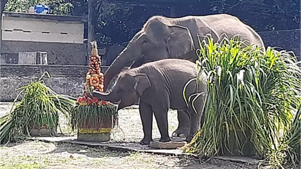 Selamat Ultah ke-2 Arinta, Anak Gajah Koleksi Gembira Loka Zoo Yogyakarta