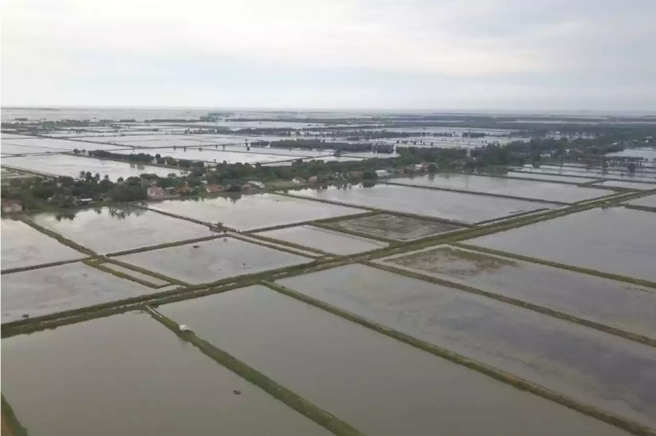 KKP canangkan Kampung Budidaya Ikan Nila Salin di Karawang Jabar