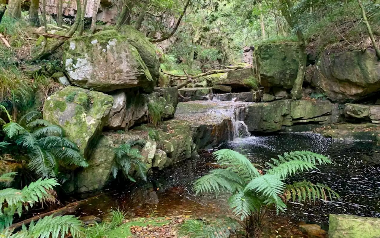 A unique journey through nature with this forest bathing experience in Cape Town