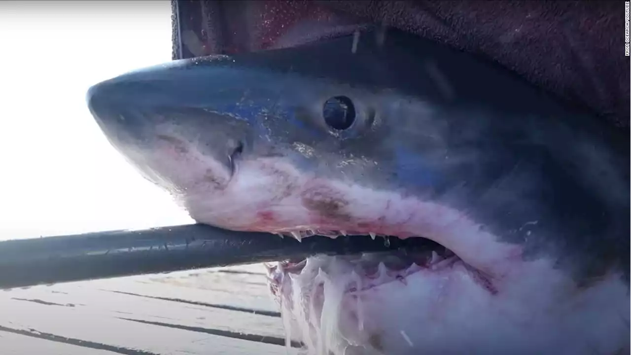 Meet Scot, the 1,600-pound great white shark swimming off Florida's coast