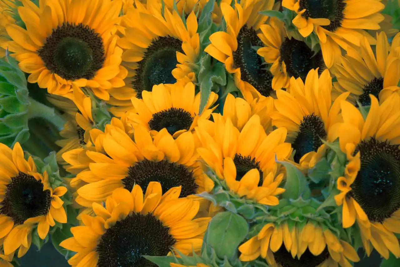 THE CONVERSATION: The secret ultraviolet colours of sunflowers attract pollinators and preserve water