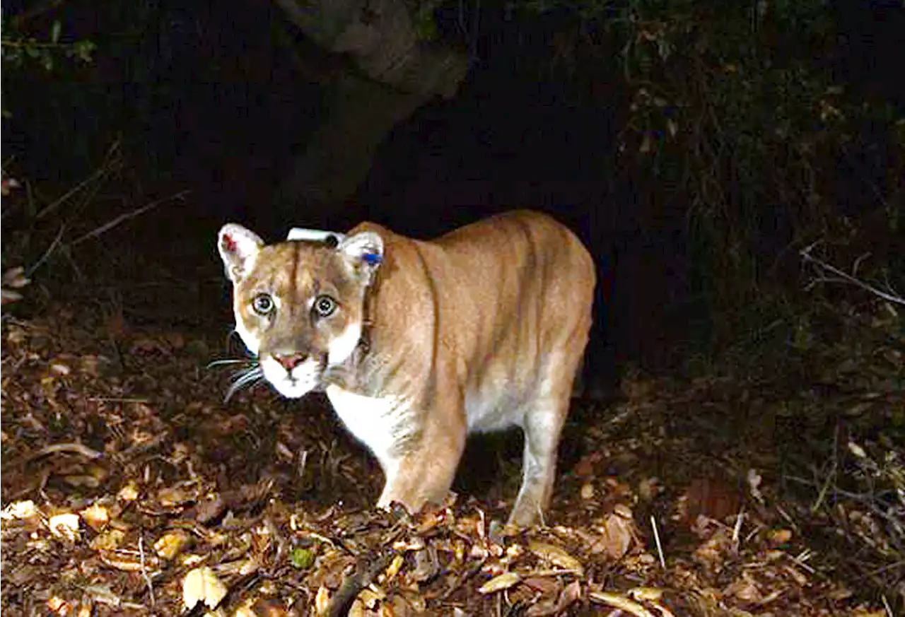 Celebrity Mountain Lion P-22 Visits Silver Lake Once Again This Weekend