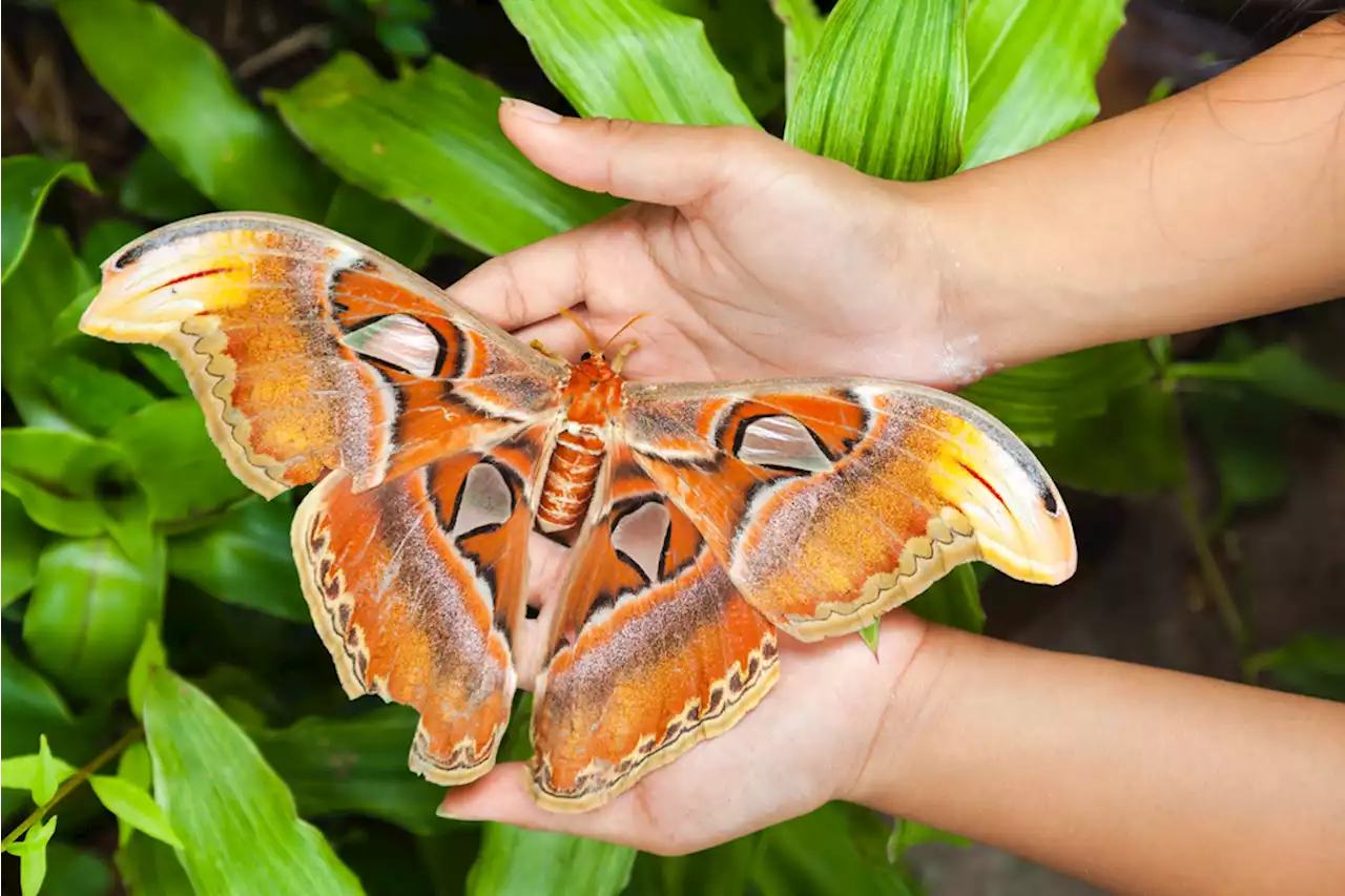 5 Of The World’s Largest Insects