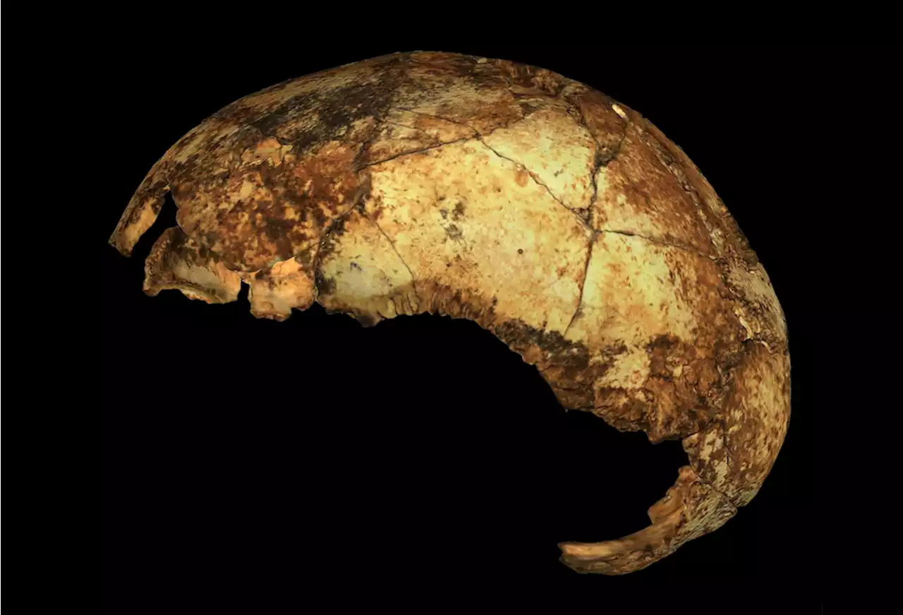 Our Ancestor Homo Erectus Is 200,000 Years Older Than Previously Thought