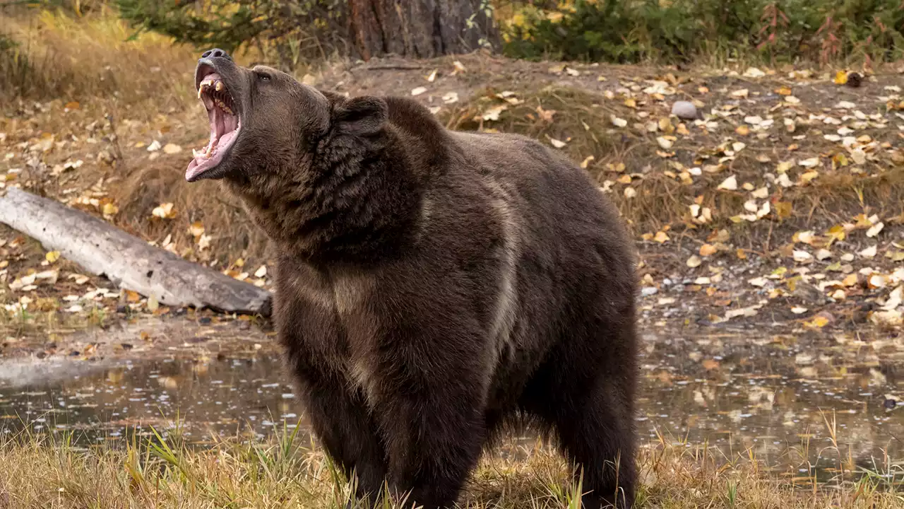 Montana father of 4 killed in apparent grizzly bear attack at Yellowstone National Park