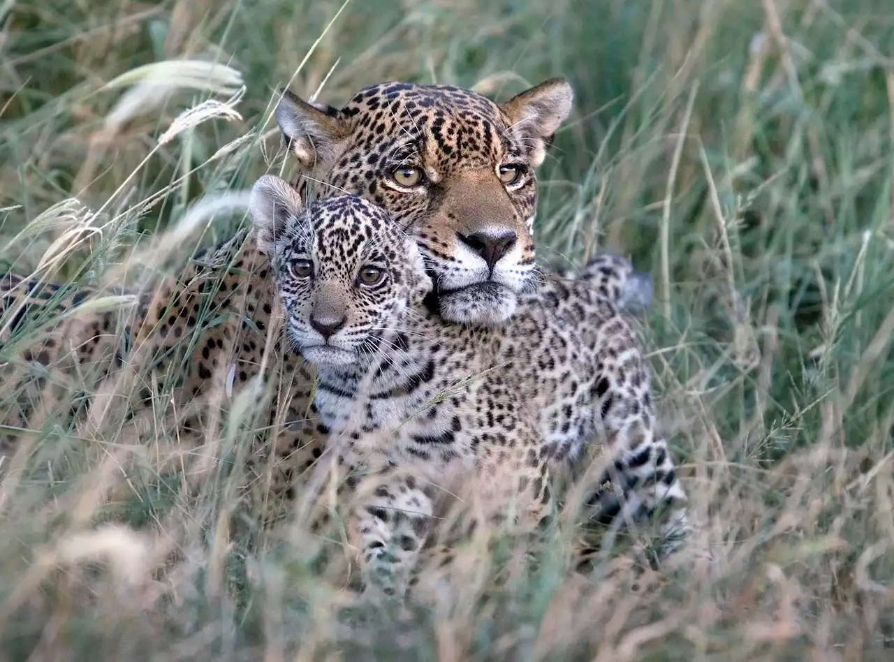 Motherly love: A surprise big cat encounter that took five years to capture