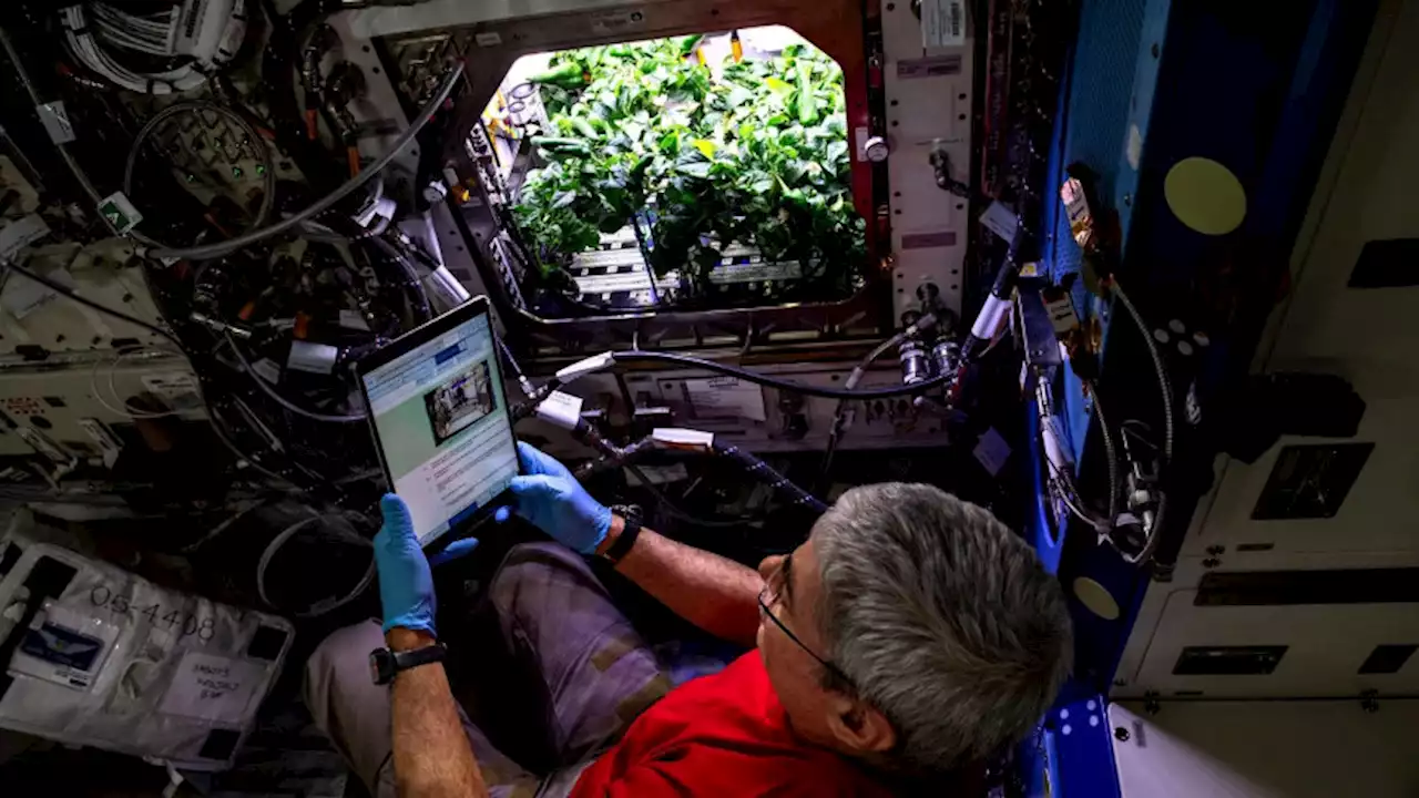 Here’s How NASA Astronauts Grew Perfect Peppers on the ISS