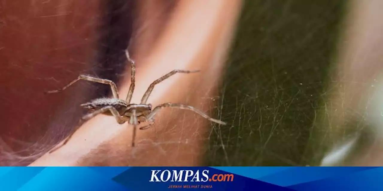 10 Cara Mengusir Ular dan Laba-laba yang Masuk ke Rumah