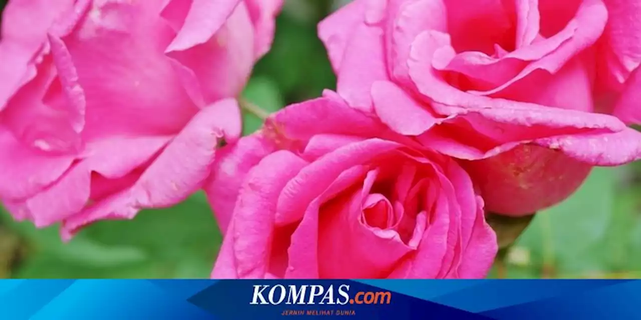 Begini Cara Olah Mawar untuk Skincare ala STIKES Muhammadiyah Klaten