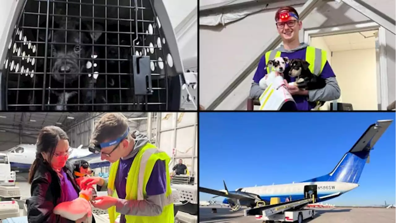 Pets in search of forever homes take flight from SA to northern state shelters