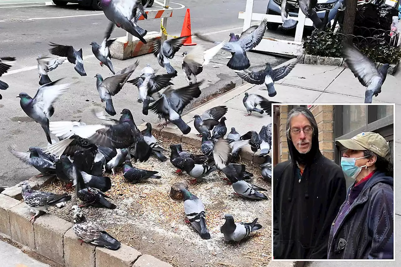 NYC resident starts petition to stop people feeding ‘dirty birds’ in Kips Bay