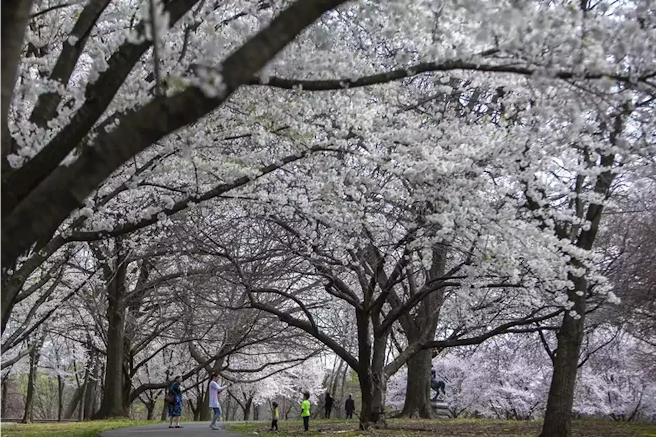 The best spots to see cherry blossoms in Philly and when they’ll be in peak bloom