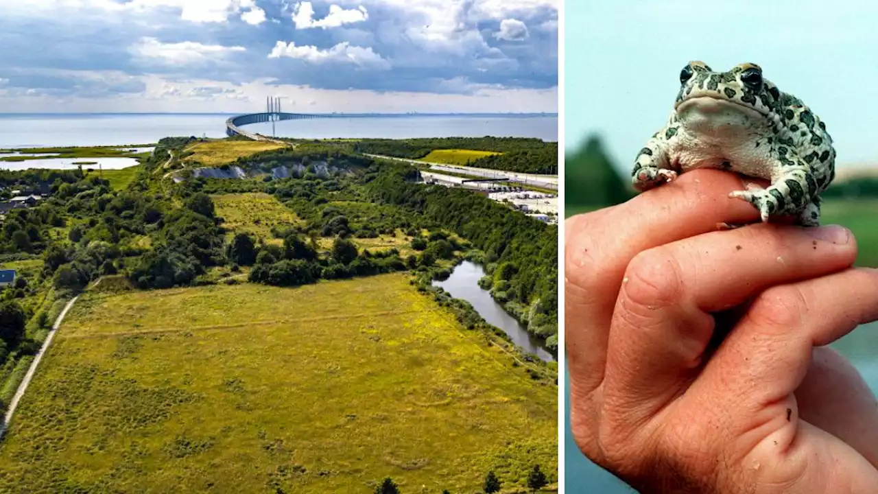 Bostäder byggs i Bunkeflo – och ovanlig padda skyddas