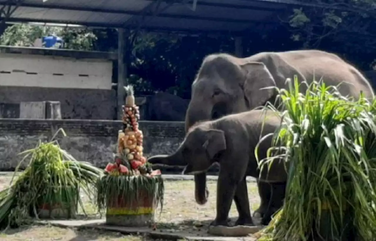 Sebelum Tutup Saat Ramadan, Gembira Loka Rayakan Ulang Tahun Anak Gajah