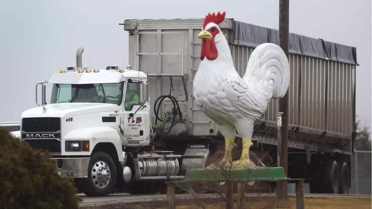 Nebraska Bans Poultry Events as Bird Flu Barrages State