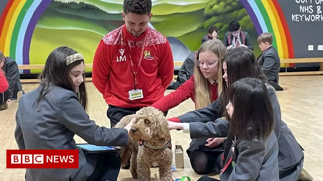 Covid: Merthyr school's dog stars in pupil happiness app