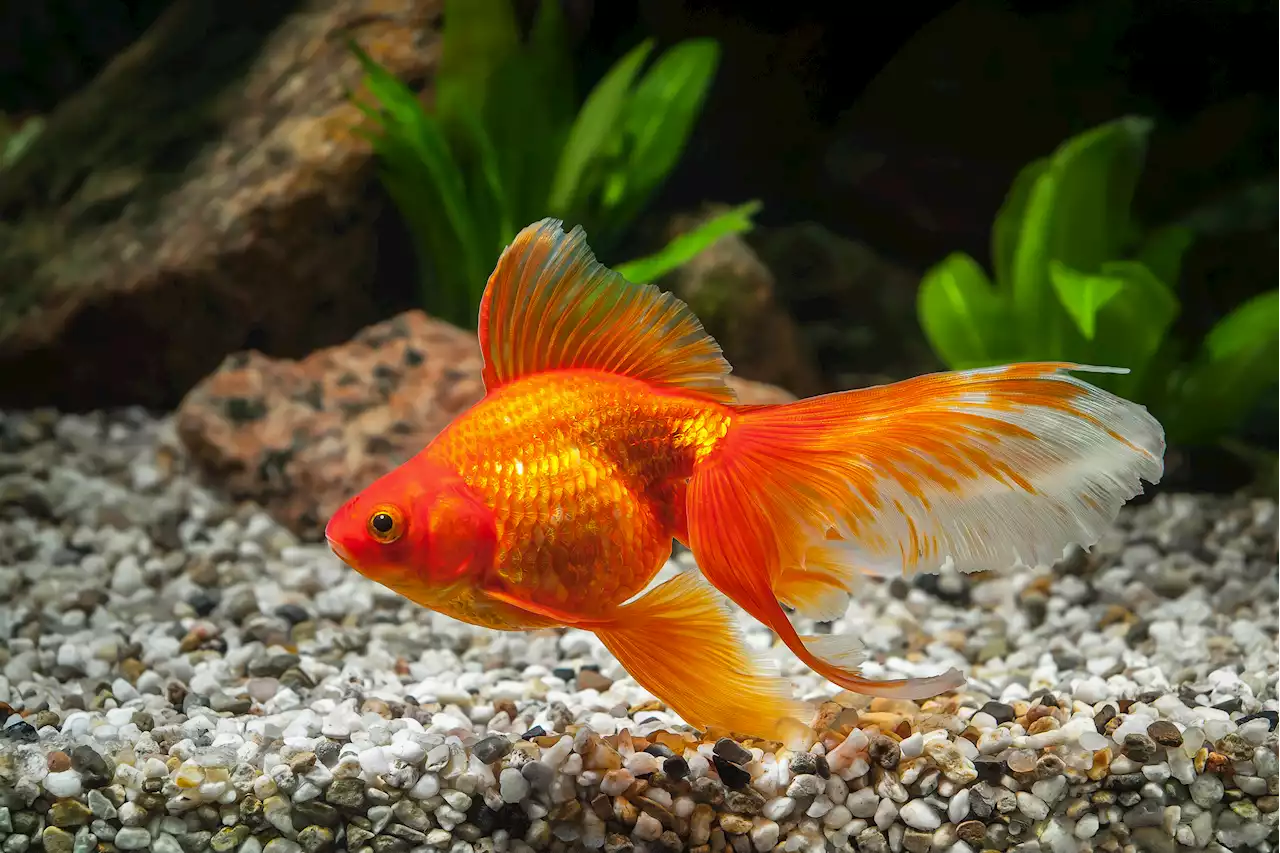 These supersized goldfish in Canada look like mutants from a sci-fi movie