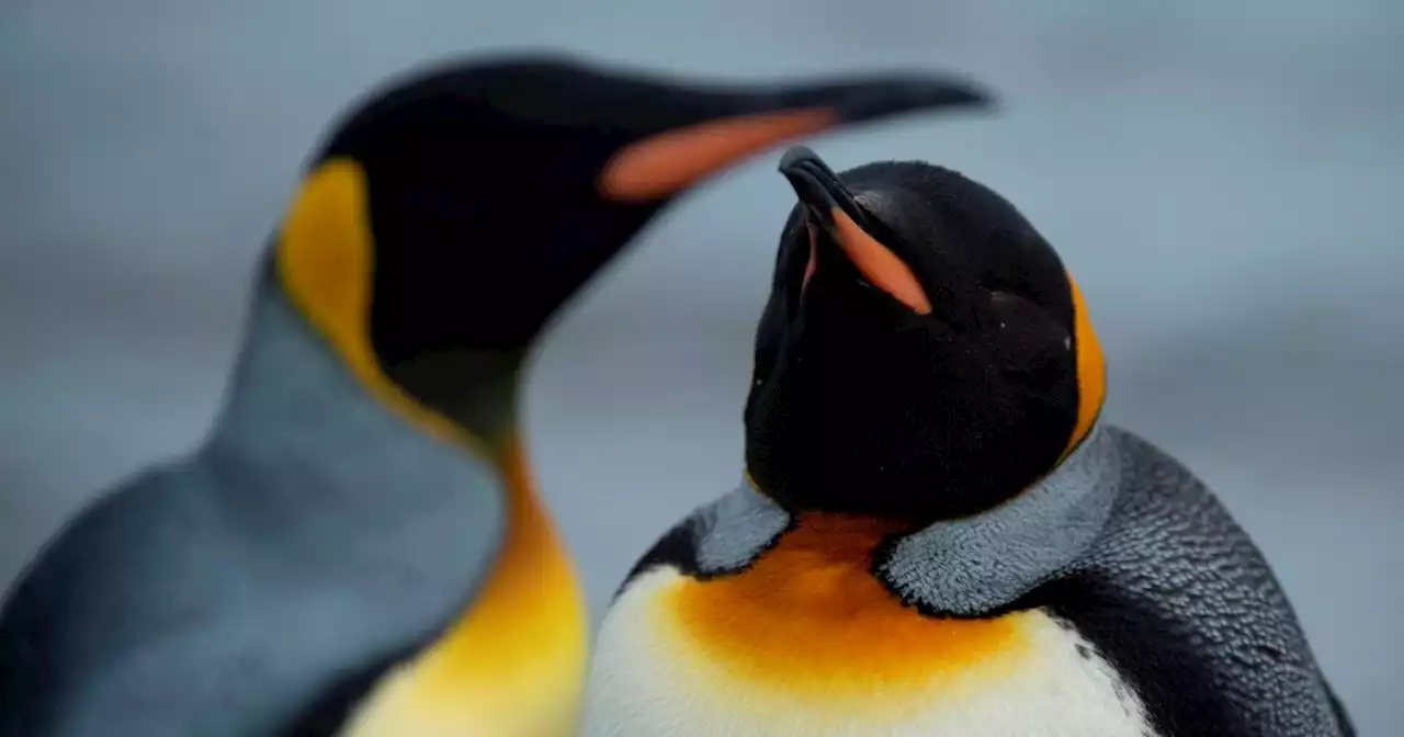 Las fotos de la increíble biodiversidad de Malvinas, el patrimonio natural presente en las islas