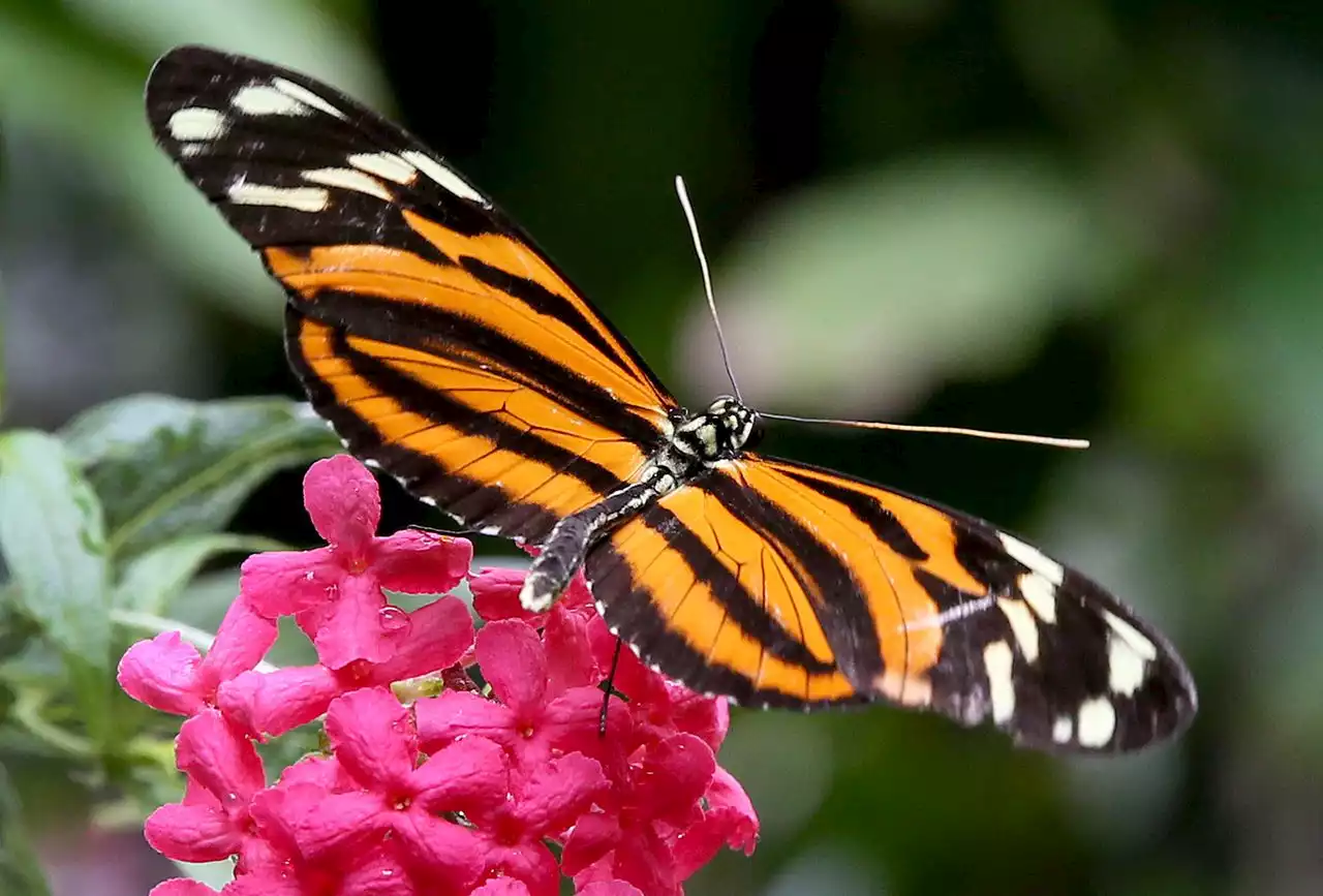 Butterflies return to Cleveland Botanical Garden this Friday