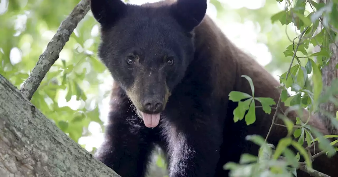 Tennessee wildlife agency captures and relocates 500-pound bear