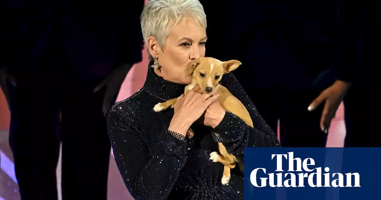 The slap, the fallout and a little dog: standout 2022 Oscars memes and reactions