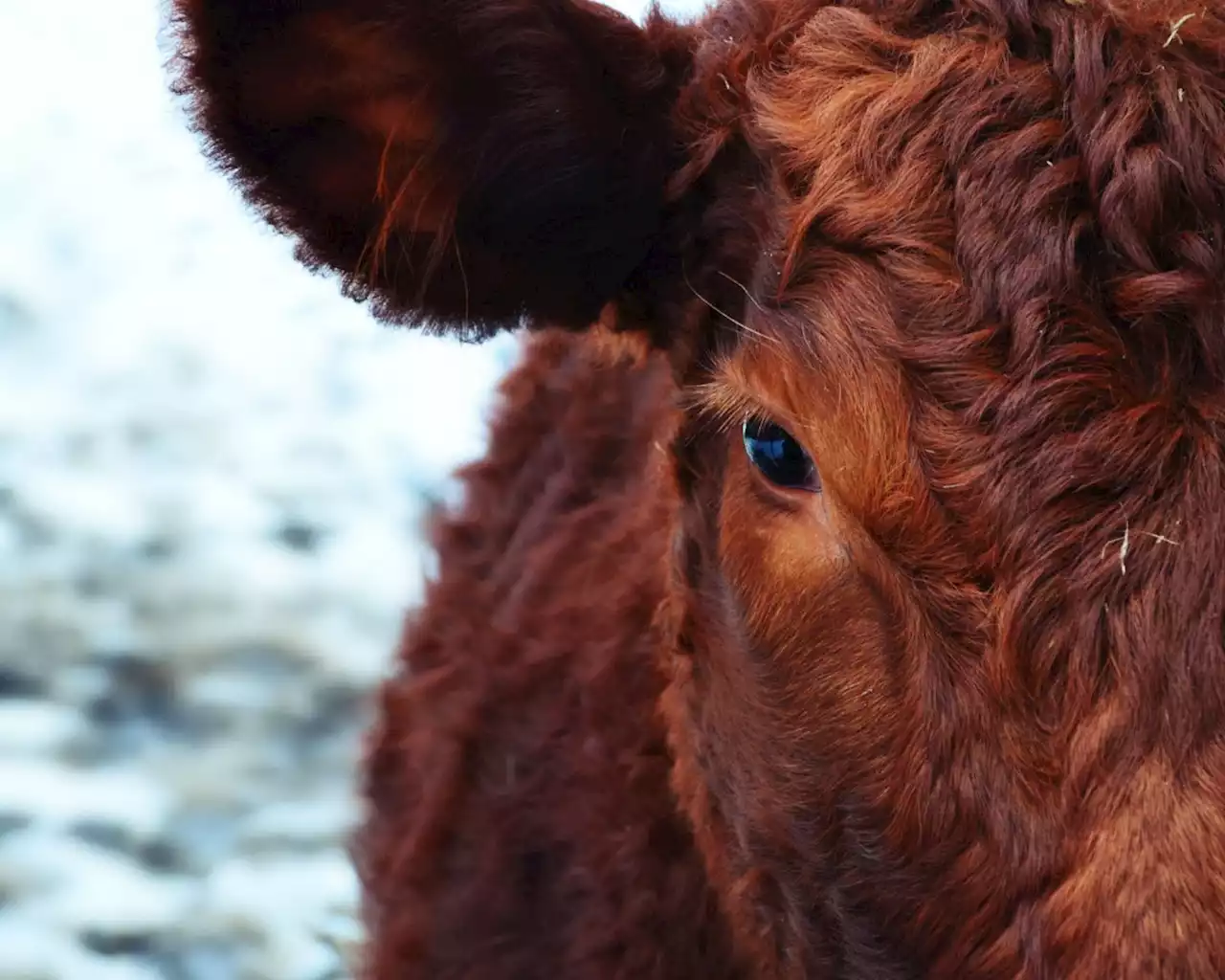 Klimaschutz: KI soll die bessere Milch erfinden