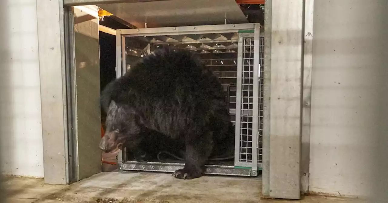 Bears rescued from animal sanctuary in Kyiv