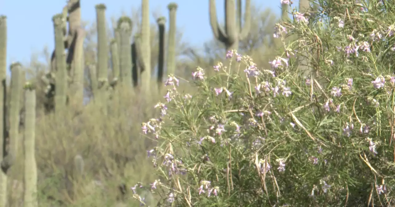 Pima County teens come together to create environmental change