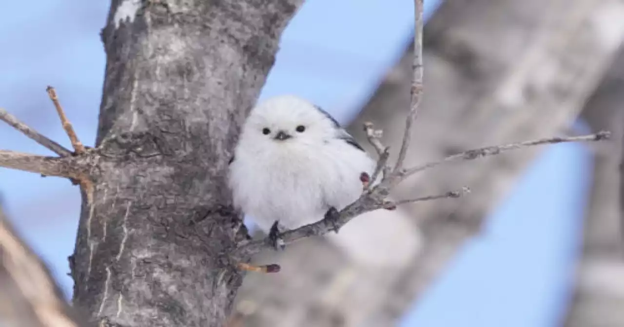 These Tiny ‘snow Fairy’ Birds From Japan Are Adorably Puffy