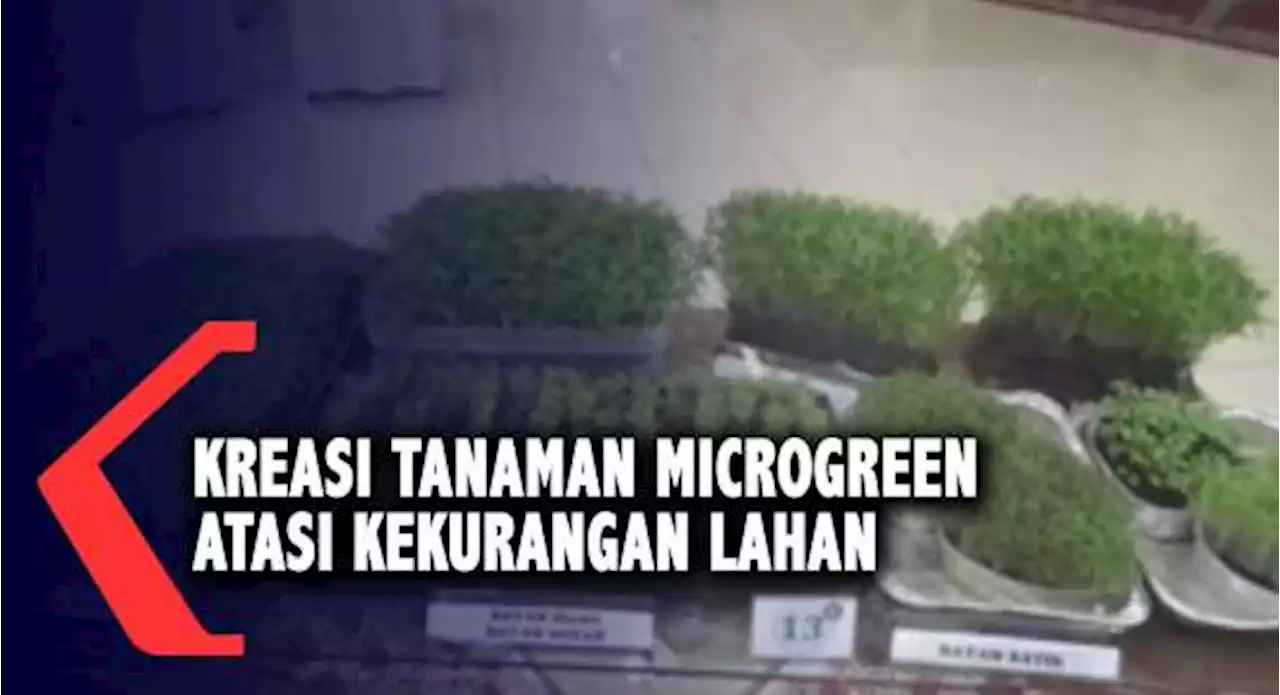 Kreasi Tanaman Microgreen Atasi Kekurangan Lahan