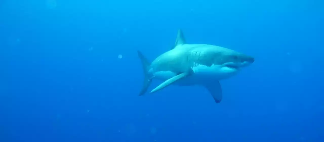 Great white shark socialites: Sharks sometimes hang out, might be sharing intel about prey