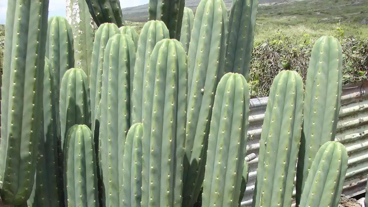 Allanan viveros de Morón, Moreno y La Matanza por la venta ilegal de un cactus alucinógeno