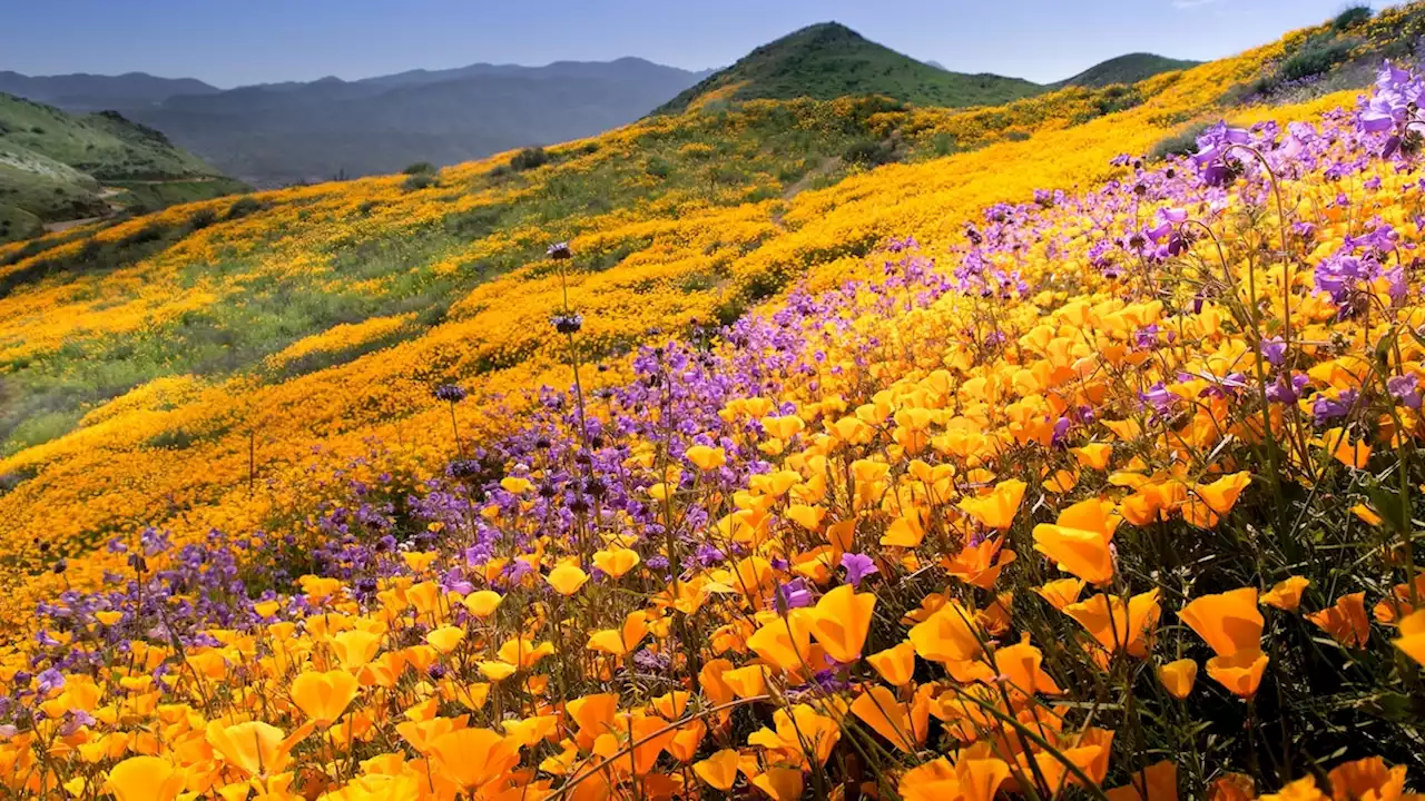 10 of the world’s best destinations for blooms