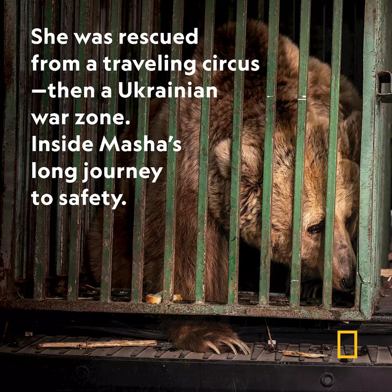 Inside the heroic effort to rescue Masha the bear from Ukraine