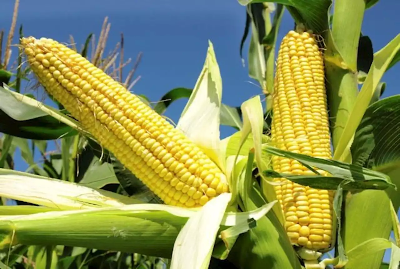 South Africa's maize harvest to fall 10% this year | Fin24