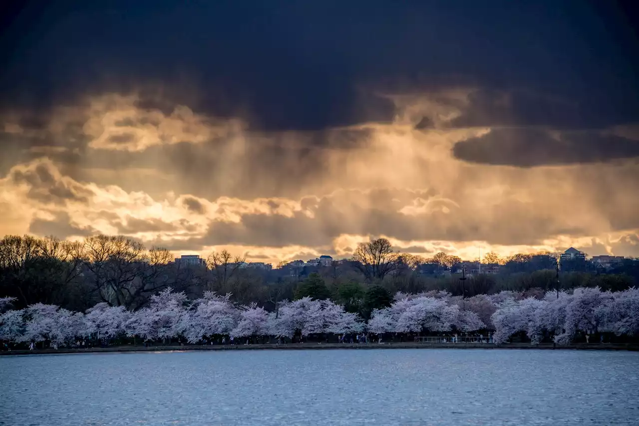 D.C.-area forecast: Winter chill cedes to spring by midweek