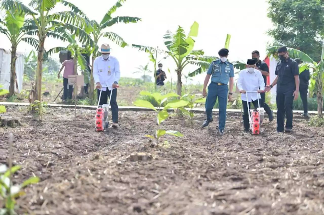 Wapres Tinjau Program |em|Integrated Farming|/em| Jagung Kedelai di Purwakarta |Republika Online