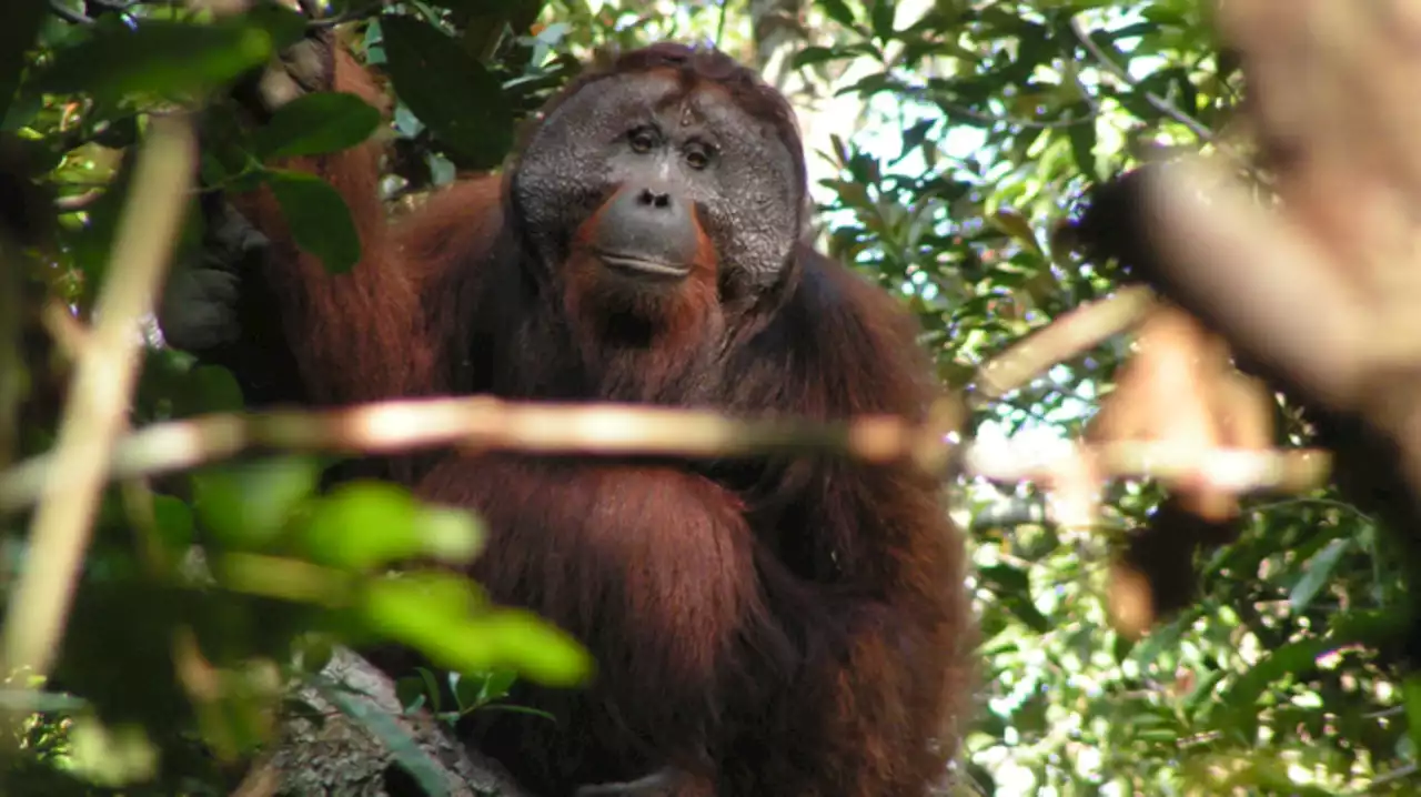 Social mingling shapes how orangutans issue warning calls